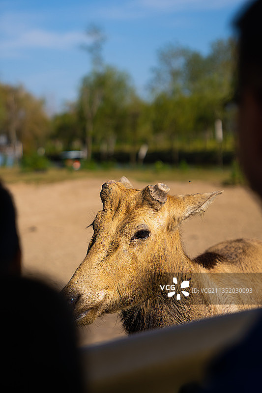 江苏大丰麋鹿国家级自然保护区图片素材