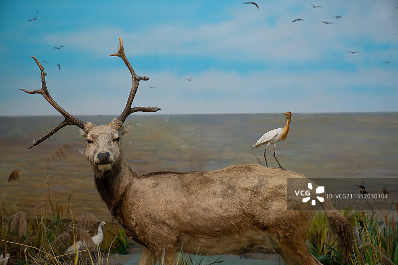 江苏大丰麋鹿国家级自然保护区图片素材