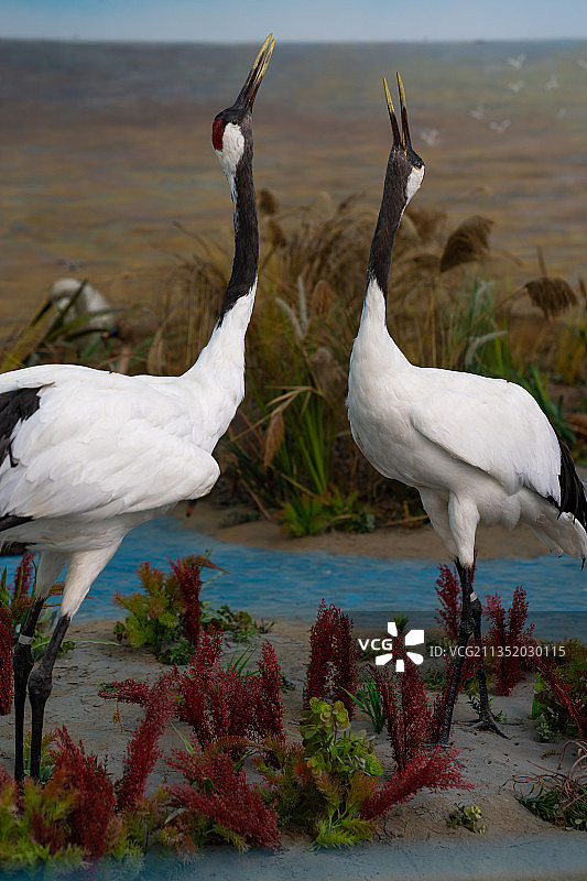 江苏大丰麋鹿国家级自然保护区图片素材