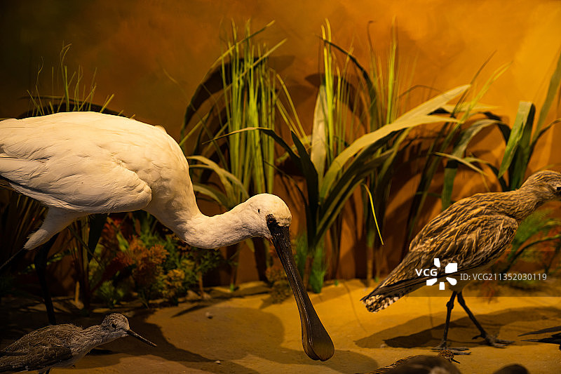 江苏大丰麋鹿国家级自然保护区图片素材