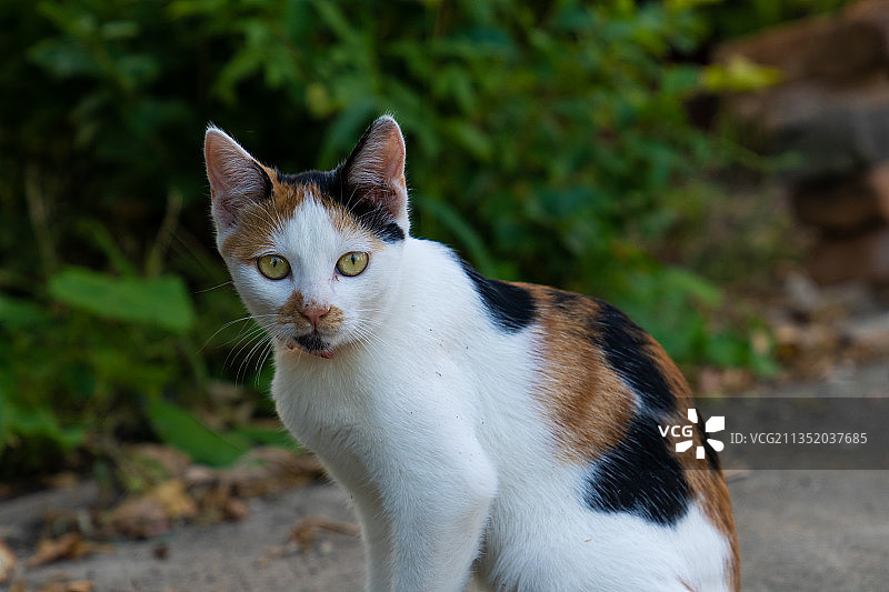 流浪猫咪图片素材