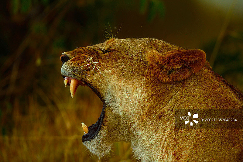 肯尼亚一头张嘴喊叫的狮子图片素材