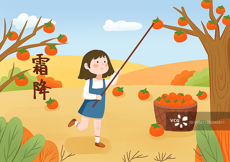 插画 节气 霜降 柿子图片素材
