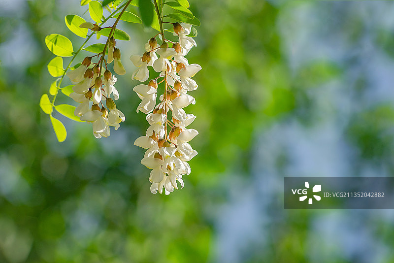 北京百花山刺槐树槐花盛开图片素材