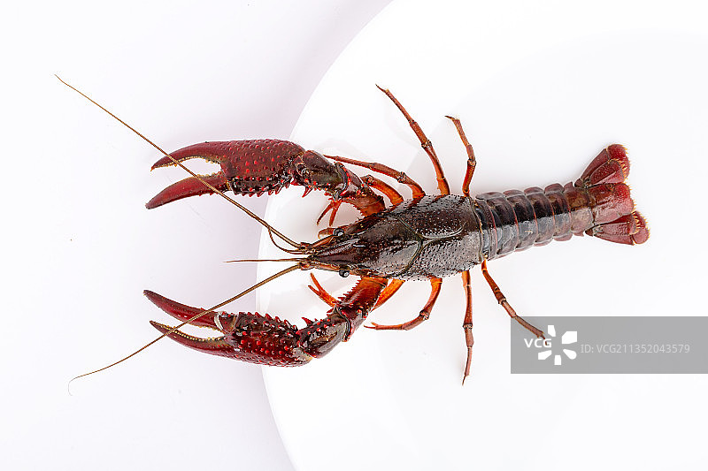 小龙虾图片素材