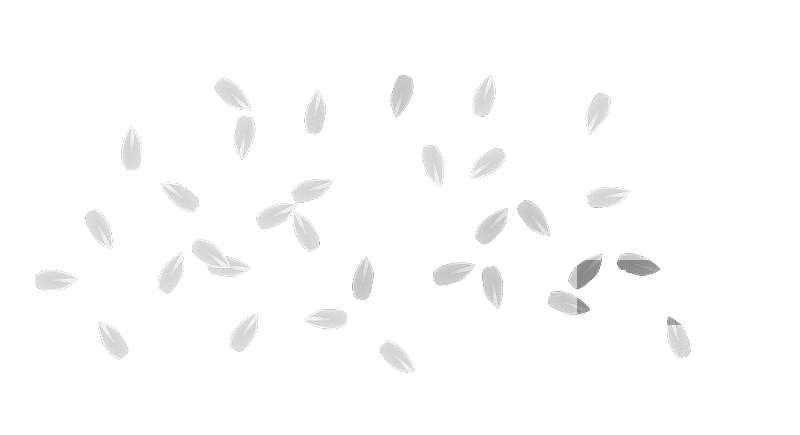 白色的米粒插画元素图片素材