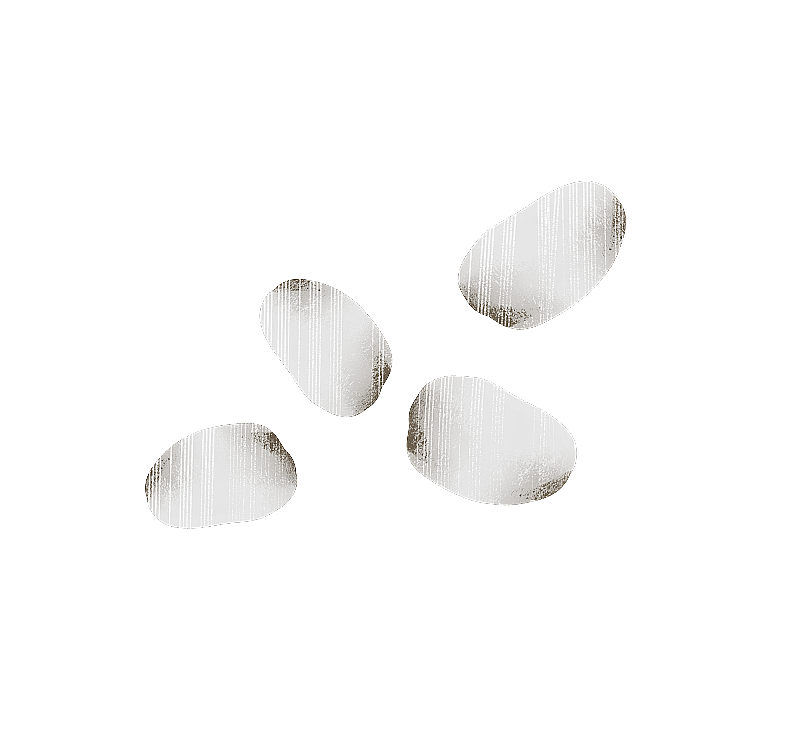 牡蛎肉插画元素图片素材