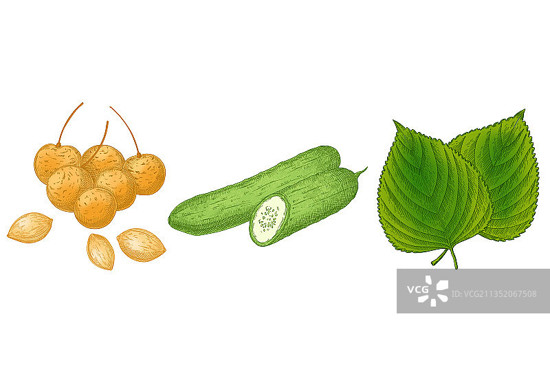 银杏黄瓜和芝麻叶蔬菜画图片素材