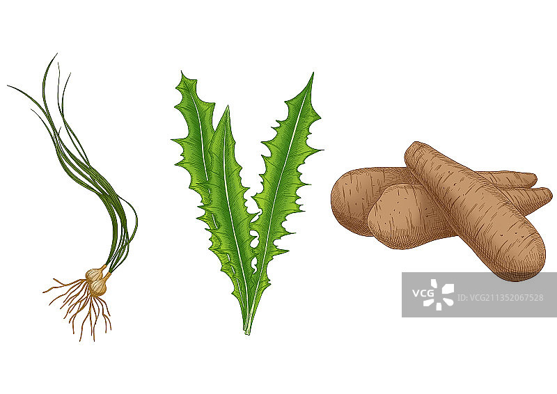野生韭菜、山艾树、白山药蔬菜画图片素材