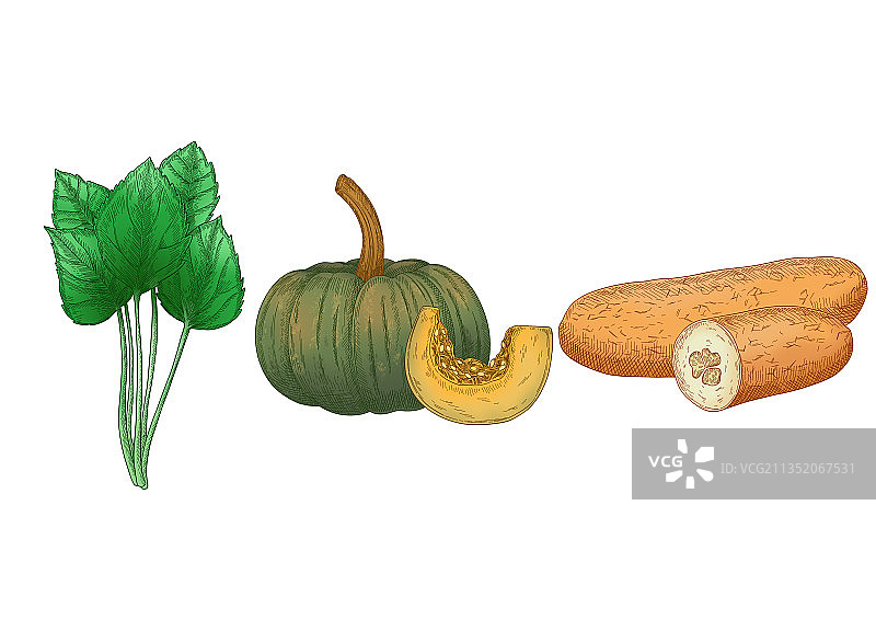 紫菀、绿头鸭、淡黄色过熟黄瓜蔬菜图图片素材