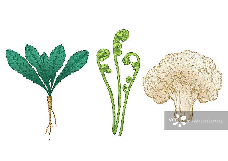 韩式生菜、蕨菜、花椰菜蔬菜画图片素材