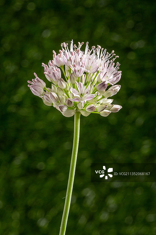 小蒜开花图片素材