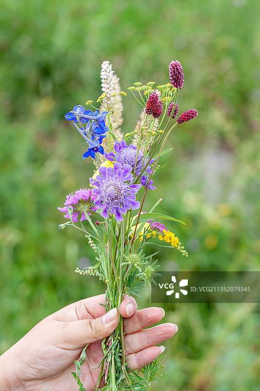 手持草原上野花特写图片素材