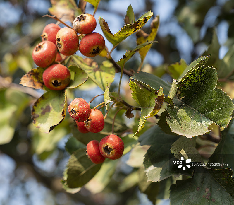 山楂果园图片素材