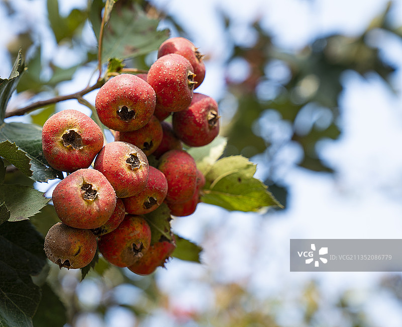 山楂果园图片素材