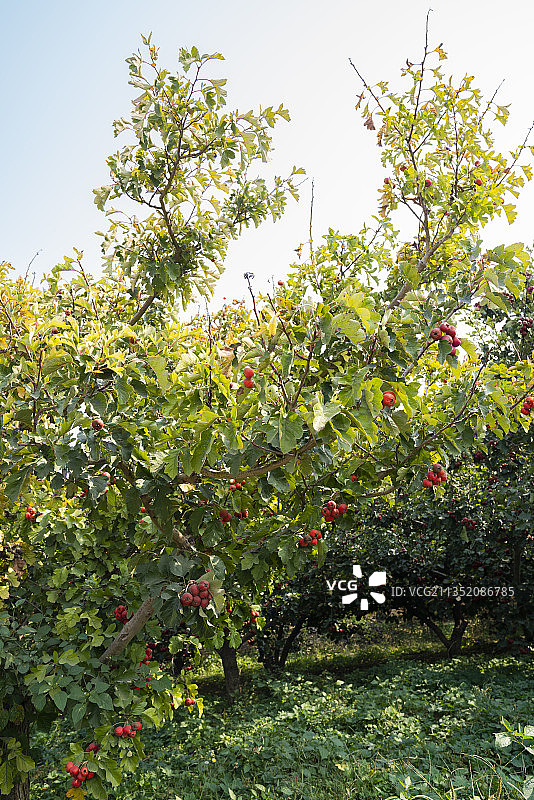 山楂果园图片素材