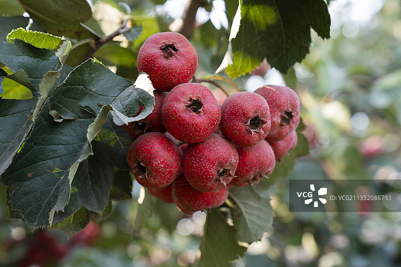 山楂果园图片素材