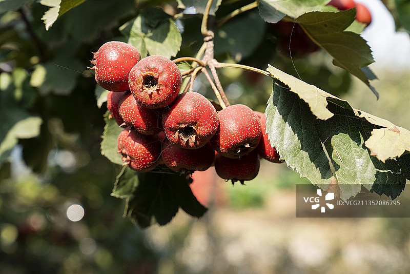 山楂果园图片素材