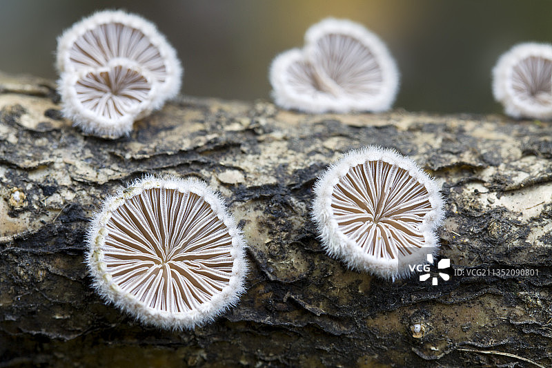 裂褶菌·  菌类图片素材