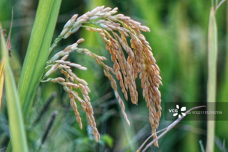 稻子熟了图片素材