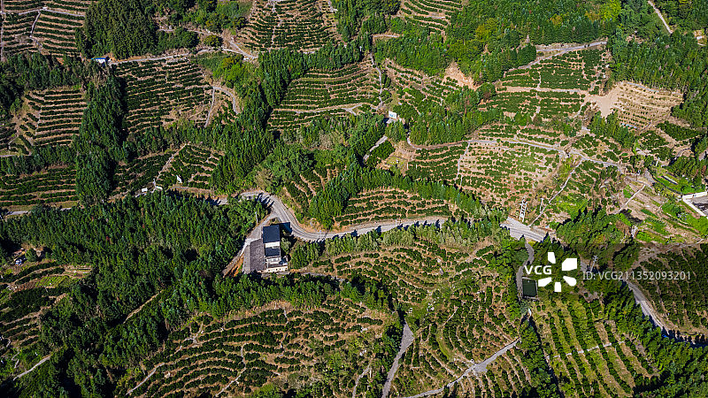 航拍永春天马山芦柑场，一行行的芦柑树构成一条条曲线布满山头。图片素材