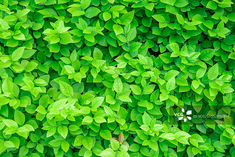 生机勃勃的绿叶背景图片素材