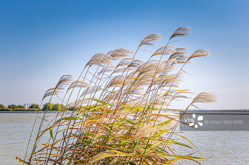 秋天里太湖边的芦苇和芦苇花图片素材