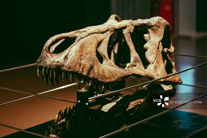 恐龙头骨，复制品，动物头图片素材
