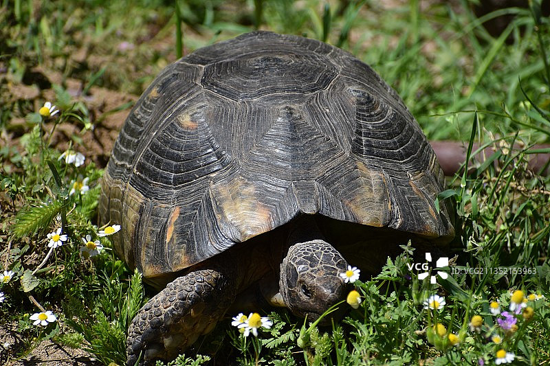 田野上的乌龟特写图片素材