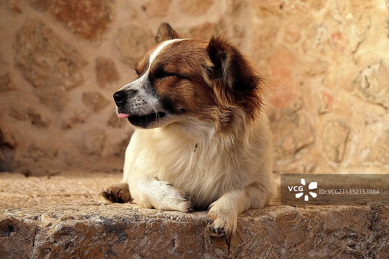纯种狗在户外就坐的特写图片素材