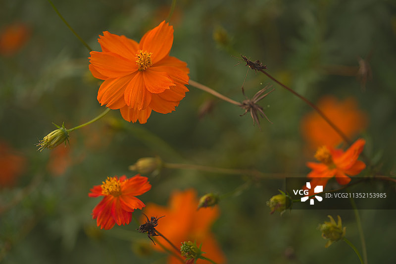 橙色波斯菊花特写图片素材