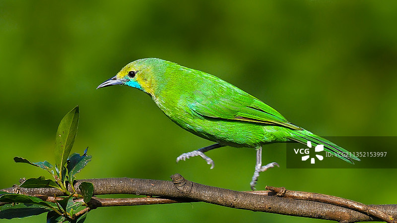 栖息在树枝上的翠鸟的特写镜头图片素材