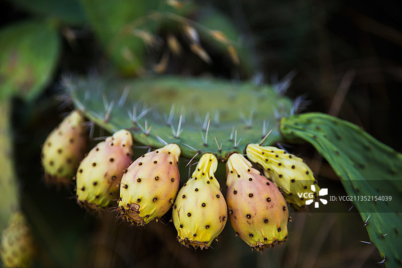 特写的仙人掌图片素材