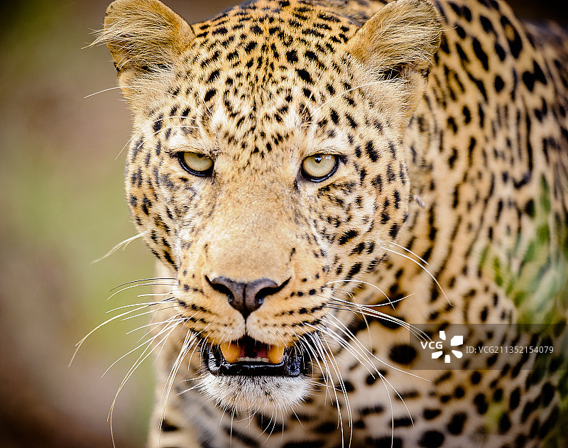 豹子特写肖像图片素材