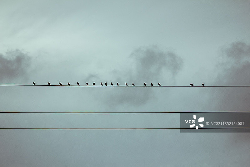 迈阿密：天空中栖息在电缆上的鸟儿仰视视角图片素材