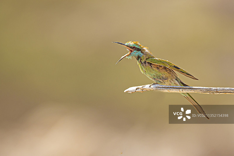 翠鸟栖息在植物上的特写，以色列图片素材