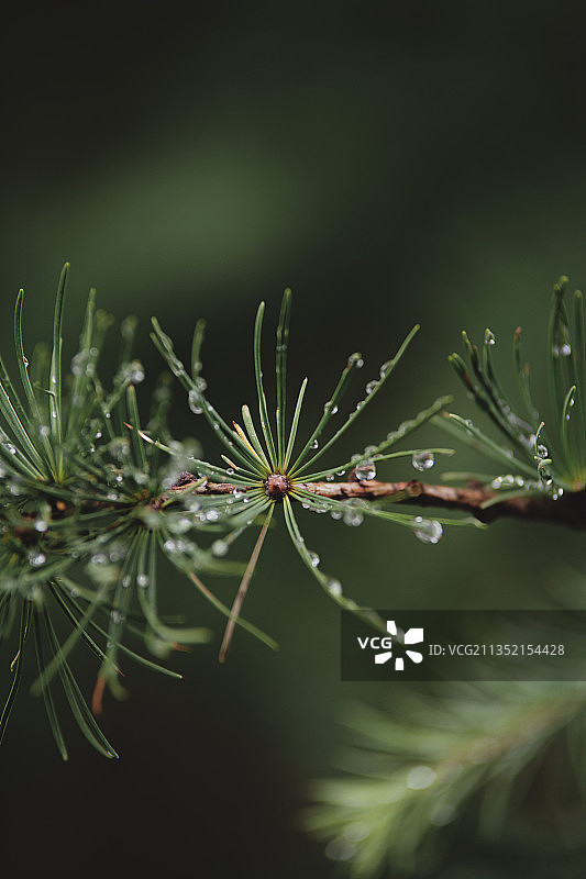 特写：挪威卑尔根松树上的雨滴图片素材