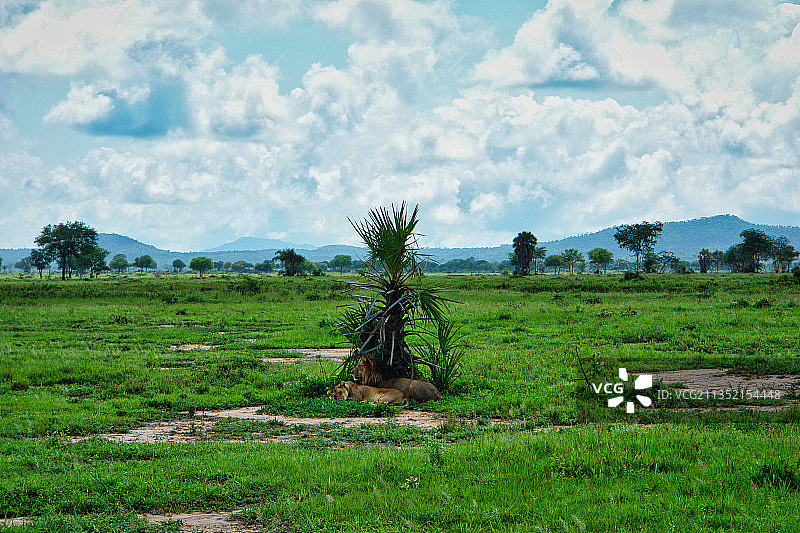 坦桑尼亚米库米国家公园，绿地上仰望天空的树木图片素材