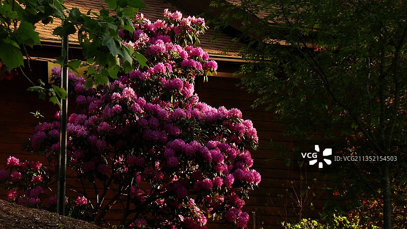 粉红色开花植物的特写图片素材