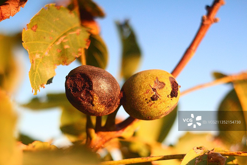 树上果实的特写镜头图片素材