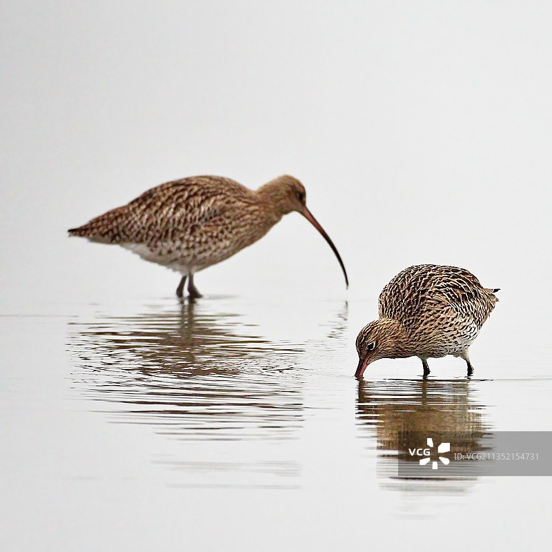 奥地利莱茵河三角洲水面上的两只凤头鸊鷉图片素材