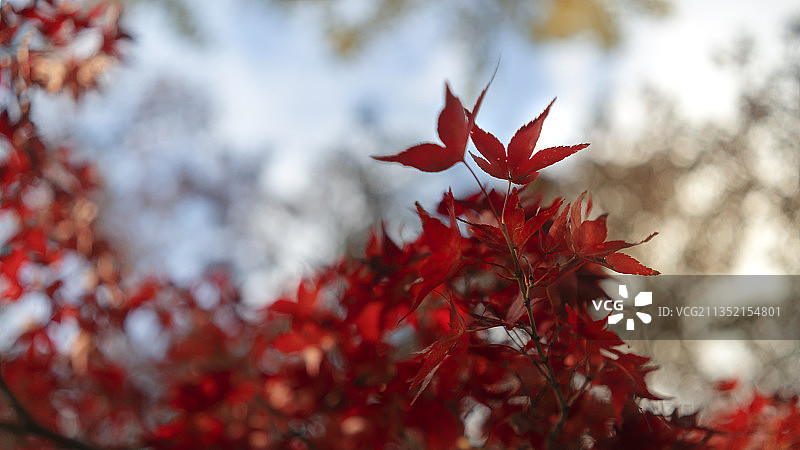 日本红枫树叶特写图片素材