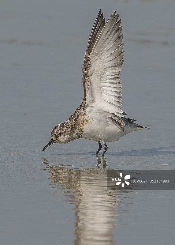 侧视视角：鹬飞过湖面，法国图片素材