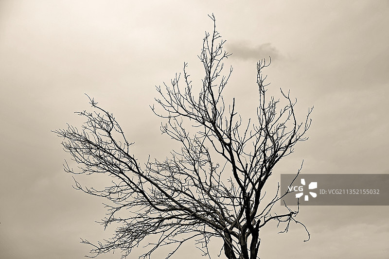 西班牙萨莫拉省皮诺德尔奥罗的树木仰视角度图片素材