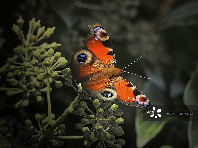 栖息在植物上的蝴蝶特写图片素材