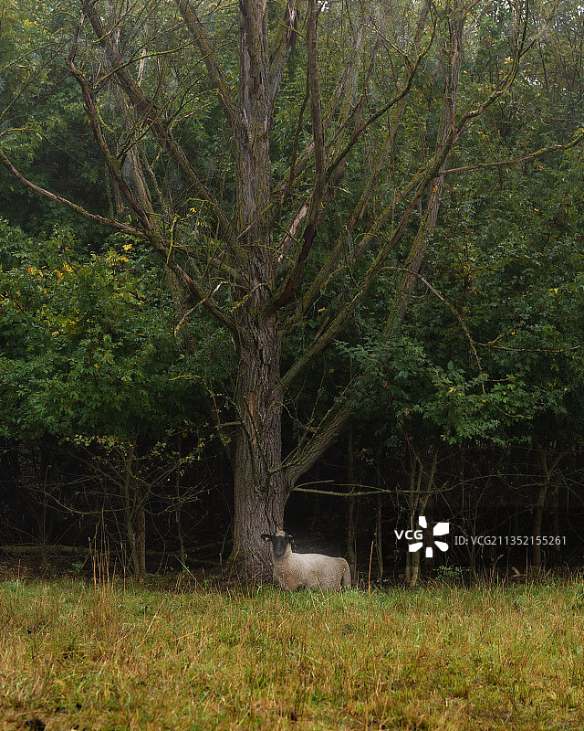 德国美因茨的田野树木图片素材