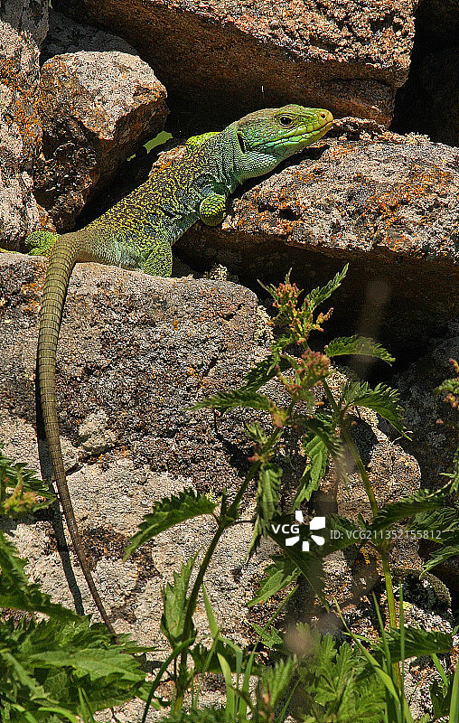 西班牙马德里岩石上的鬣蜥高角度视图图片素材