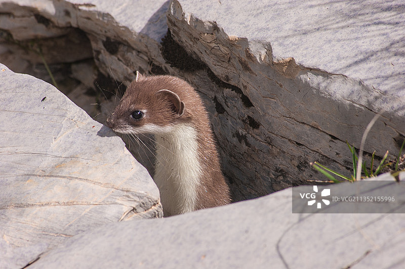 岩石上的动物特写图片素材