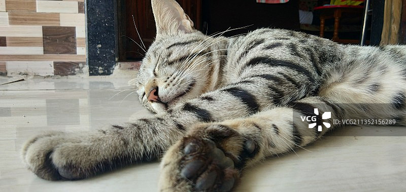 在地板上放松的猫咪特写图片素材