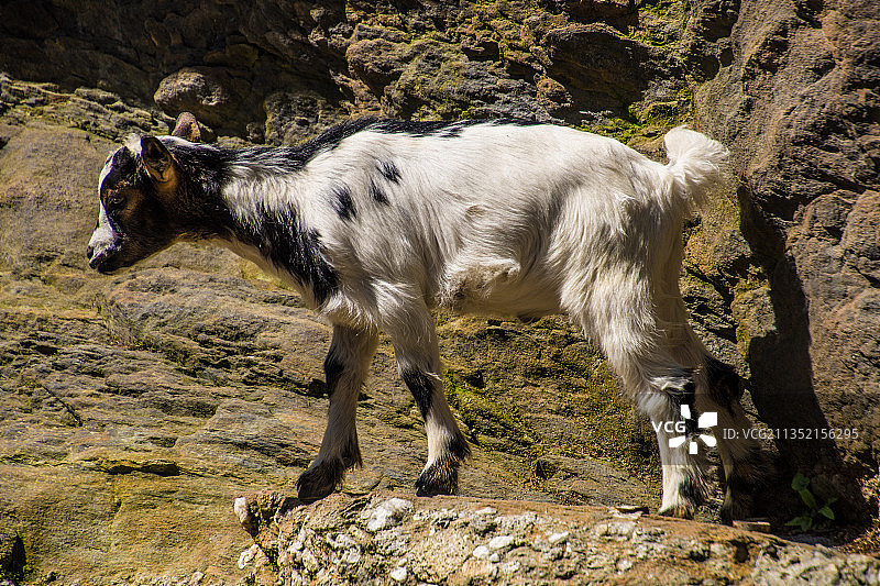站在岩石上的山羊侧面照图片素材